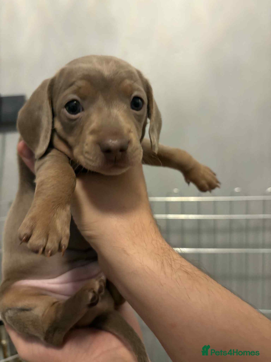 Dachshund dogs for sale: Mini daushnds  - Advert 4