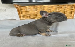 French Bulldog dogs for sale: *REDUCED* Fluffy Carrier French Bulldog - Image 2