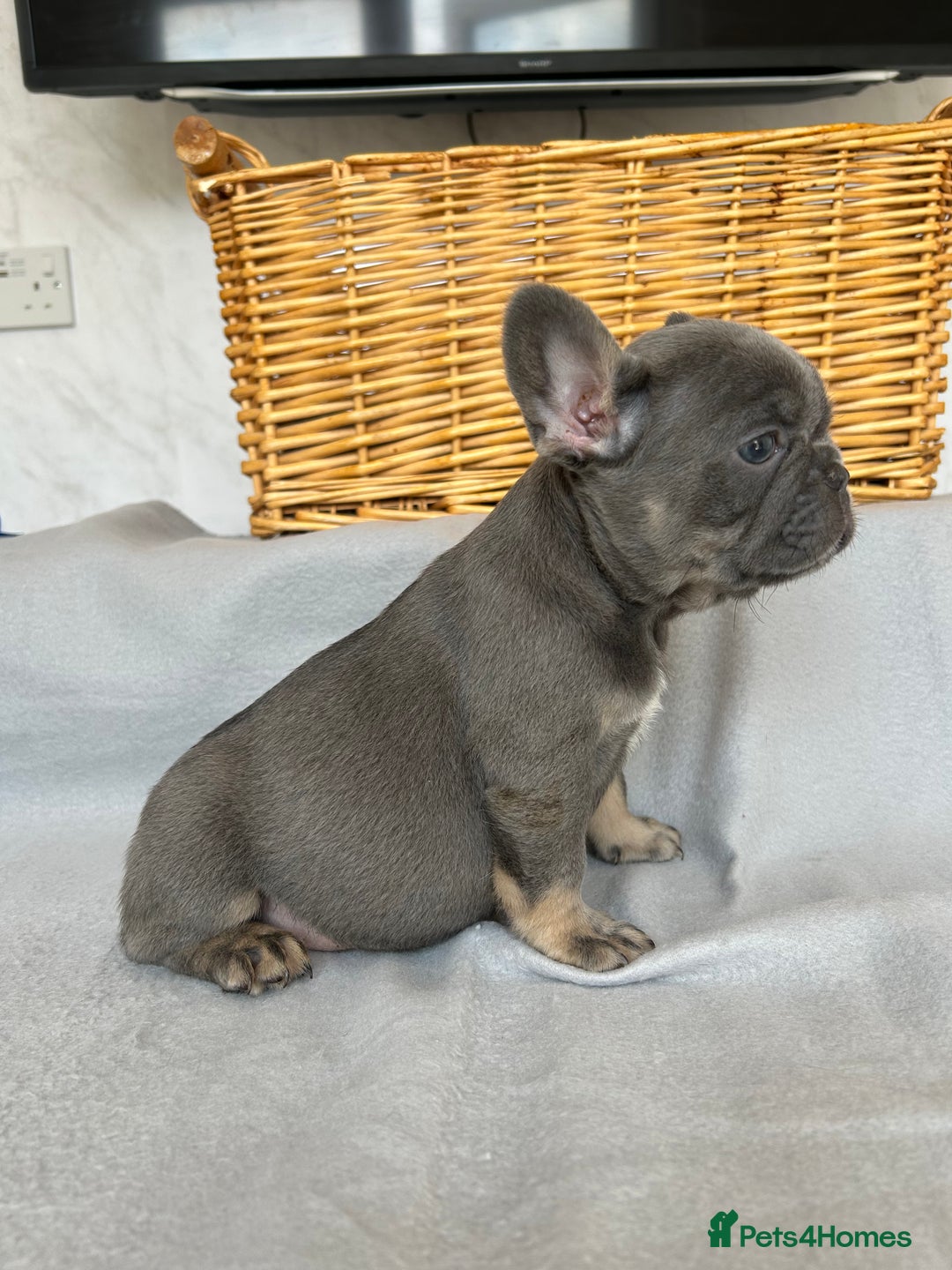 French Bulldog dogs for sale: *REDUCED* Fluffy Carrier French Bulldog - Image 2