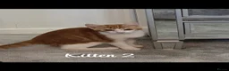 Mixed Breed cats for sale: Litter of 4 ginger tabbys available for rehoming - Advert 20