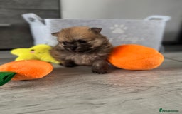 Pomeranian dogs for sale: KC registered Pomeranian puppies - Image 17