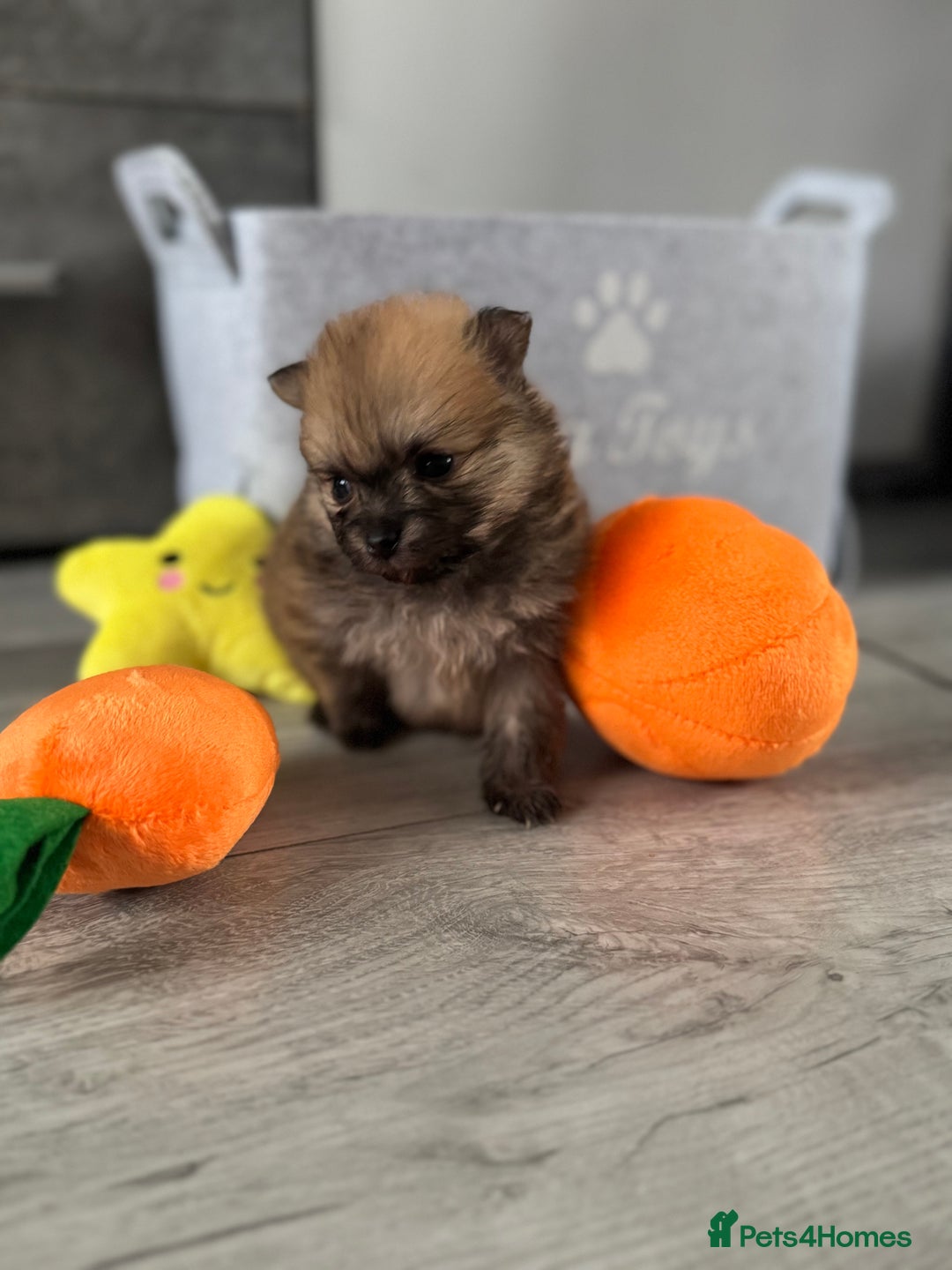 Pomeranian dogs for sale: KC registered Pomeranian puppies - Image 17