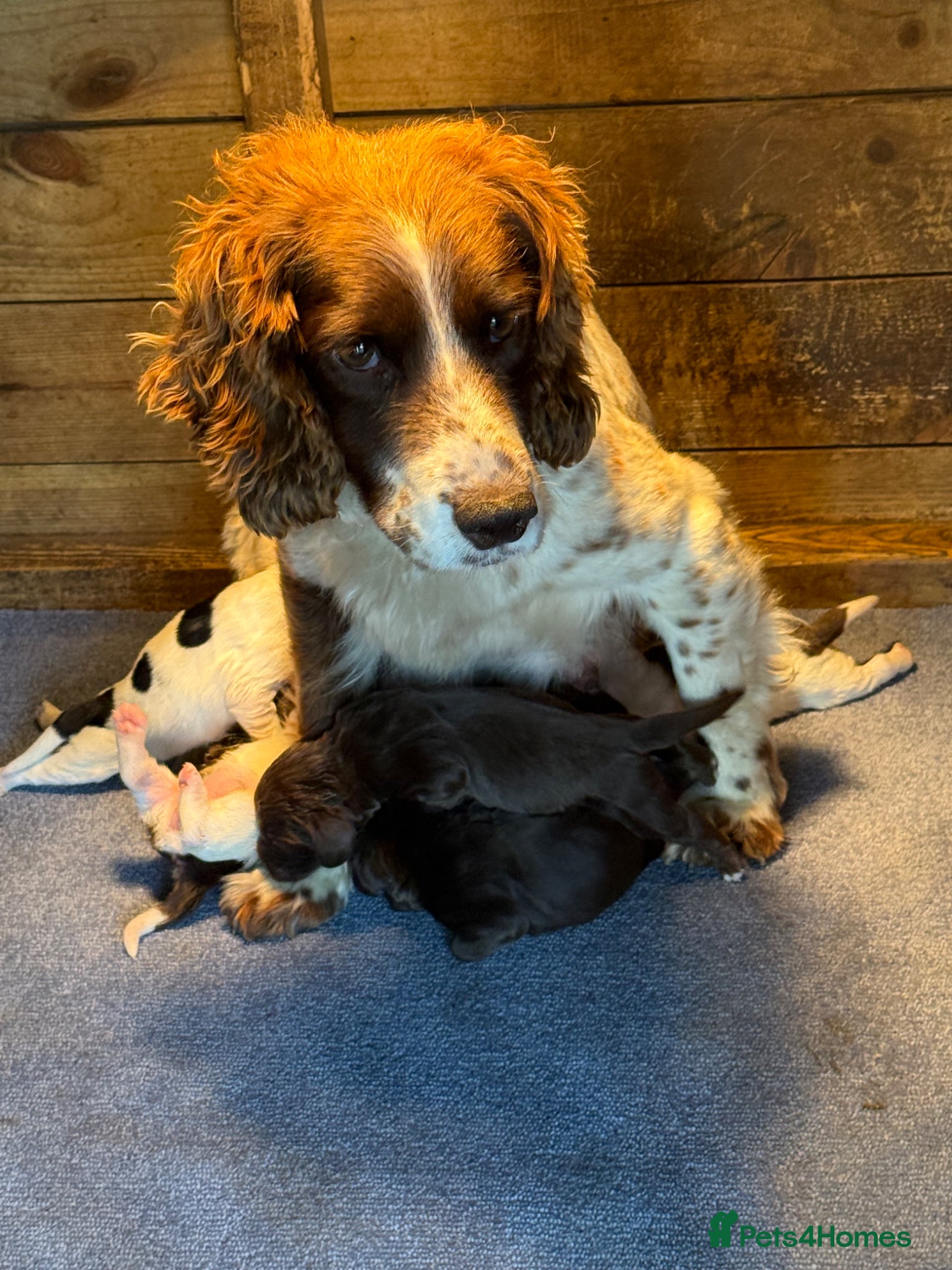 Sprocker dogs for sale: 6 beautiful sprocker - Advert 18