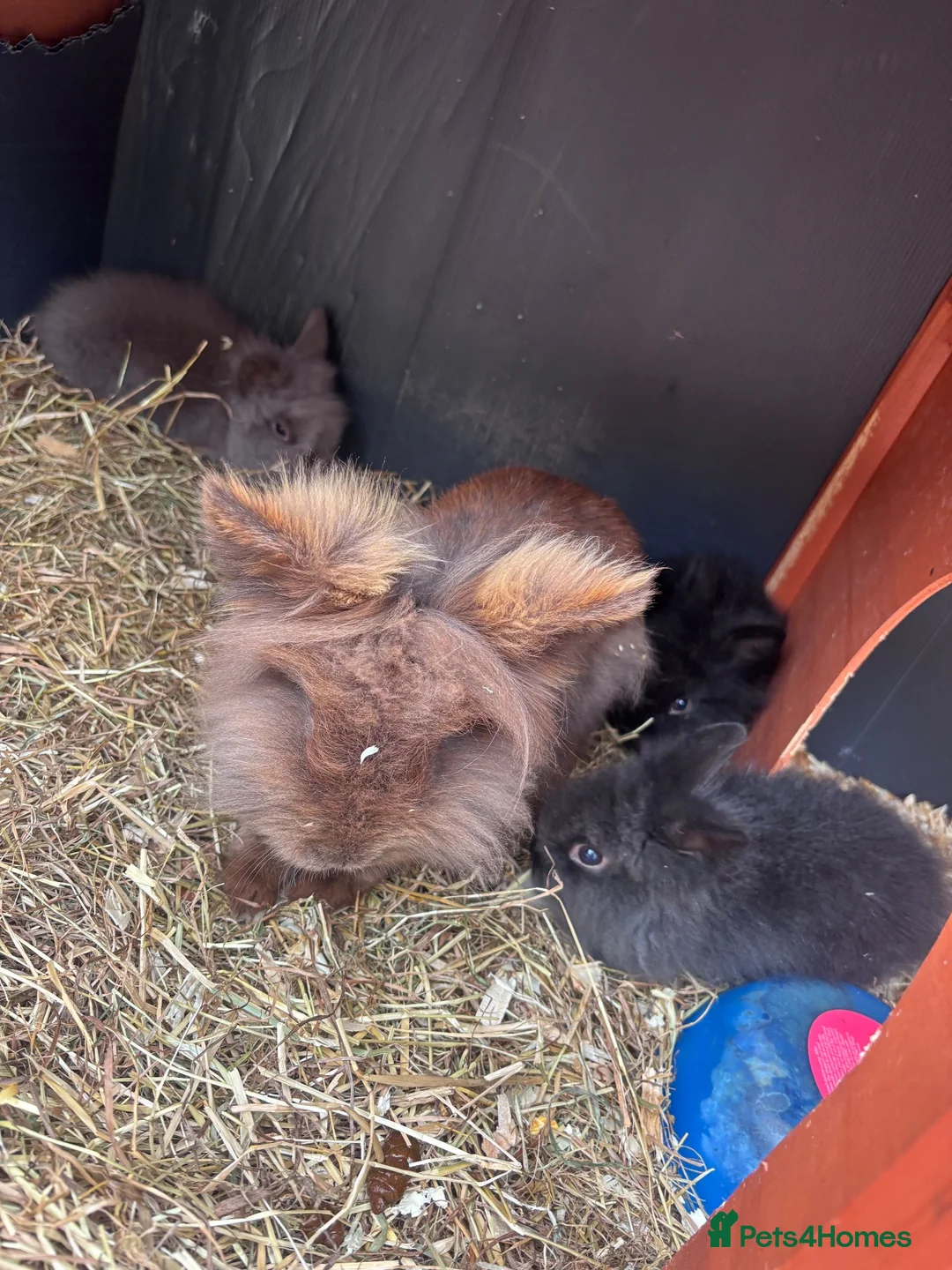 Lionhead rabbits for sale: Six baby lion heads for Sale ready now  - Advert 1