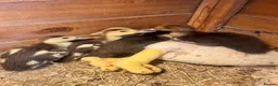 Ducks poultry for sale: Muscovy ducklings for sale - Advert 2