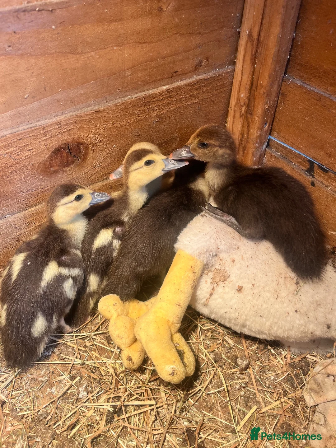 Ducks poultry for sale: Muscovy ducklings for sale - Advert 2