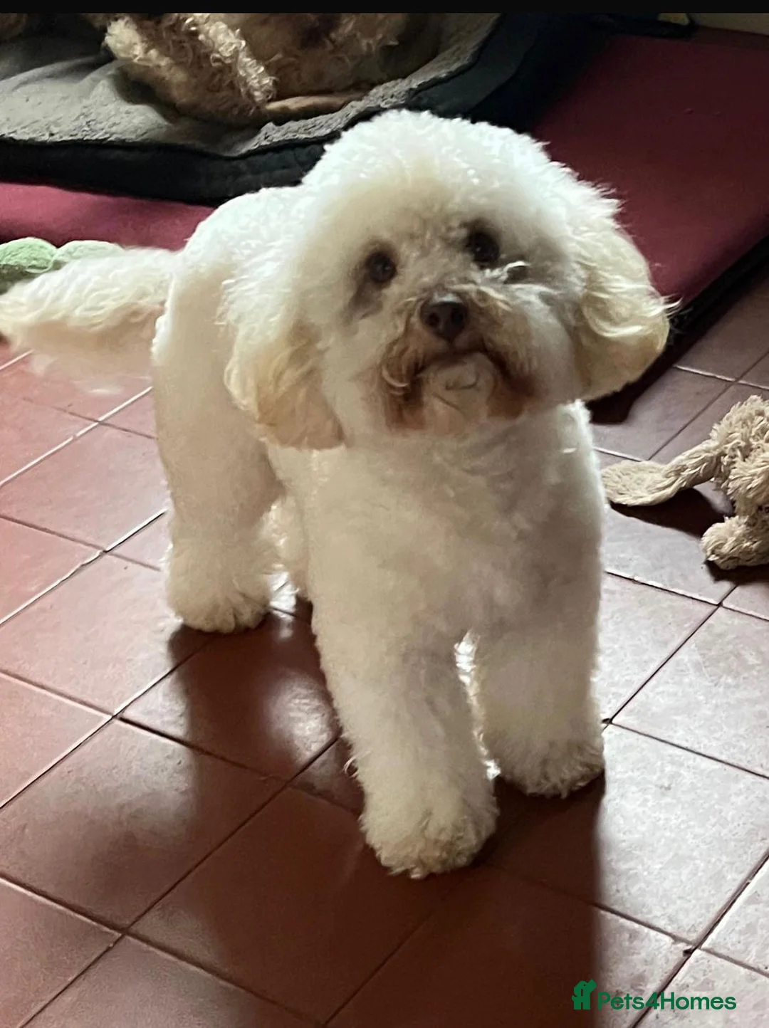 Cavapoo dogs for sale: Stunning F1b Cavapoo puppies  - Advert 23