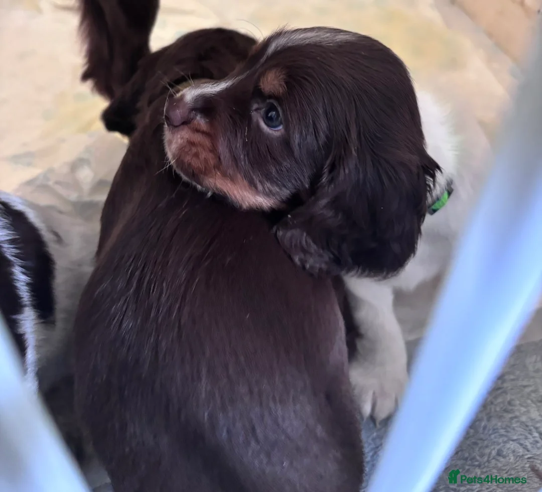 Sprocker dogs for sale: 1 male sprocker pup  - Advert 1