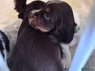 Sprocker dogs 1 male sprocker pup - Advert 1