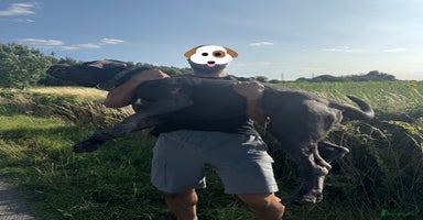 Cane Corso dogs - Advert 12