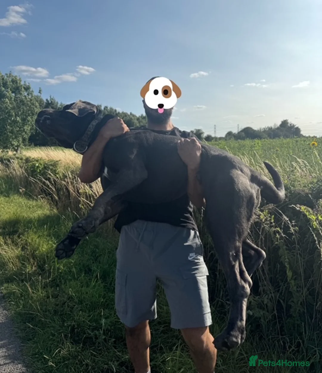 Cane Corso dogs for stud: Big Baloo 🦍🐻🦁 - Advert 2