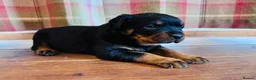Rottweiler dogs for sale: KC Registered Rottweiler Babies 🐾🐾🐾 - Advert 7
