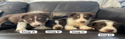 Border Collie dogs for sale: Lovely Collie puppies  - Advert 2