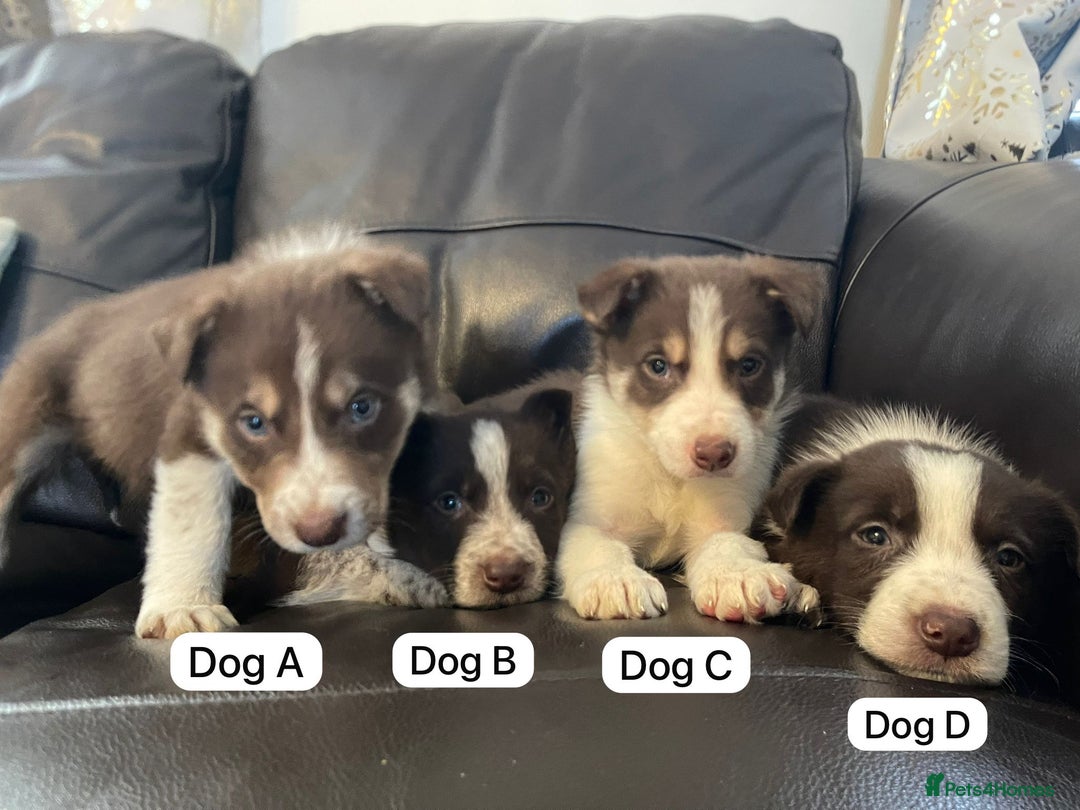 Border Collie dogs for sale: Lovely Collie puppies  - Advert 2