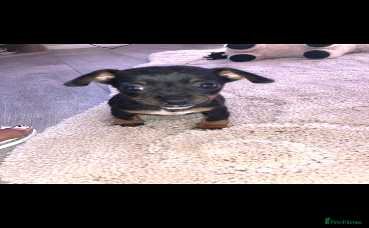 Jack Russell dogs - Advert 2