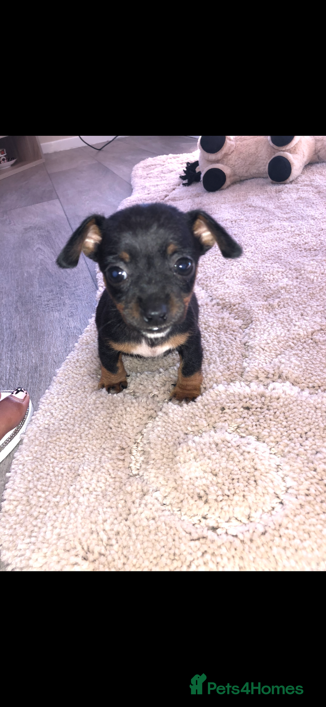 Jack Russell dogs for sale: Jack Russell  - Image 1