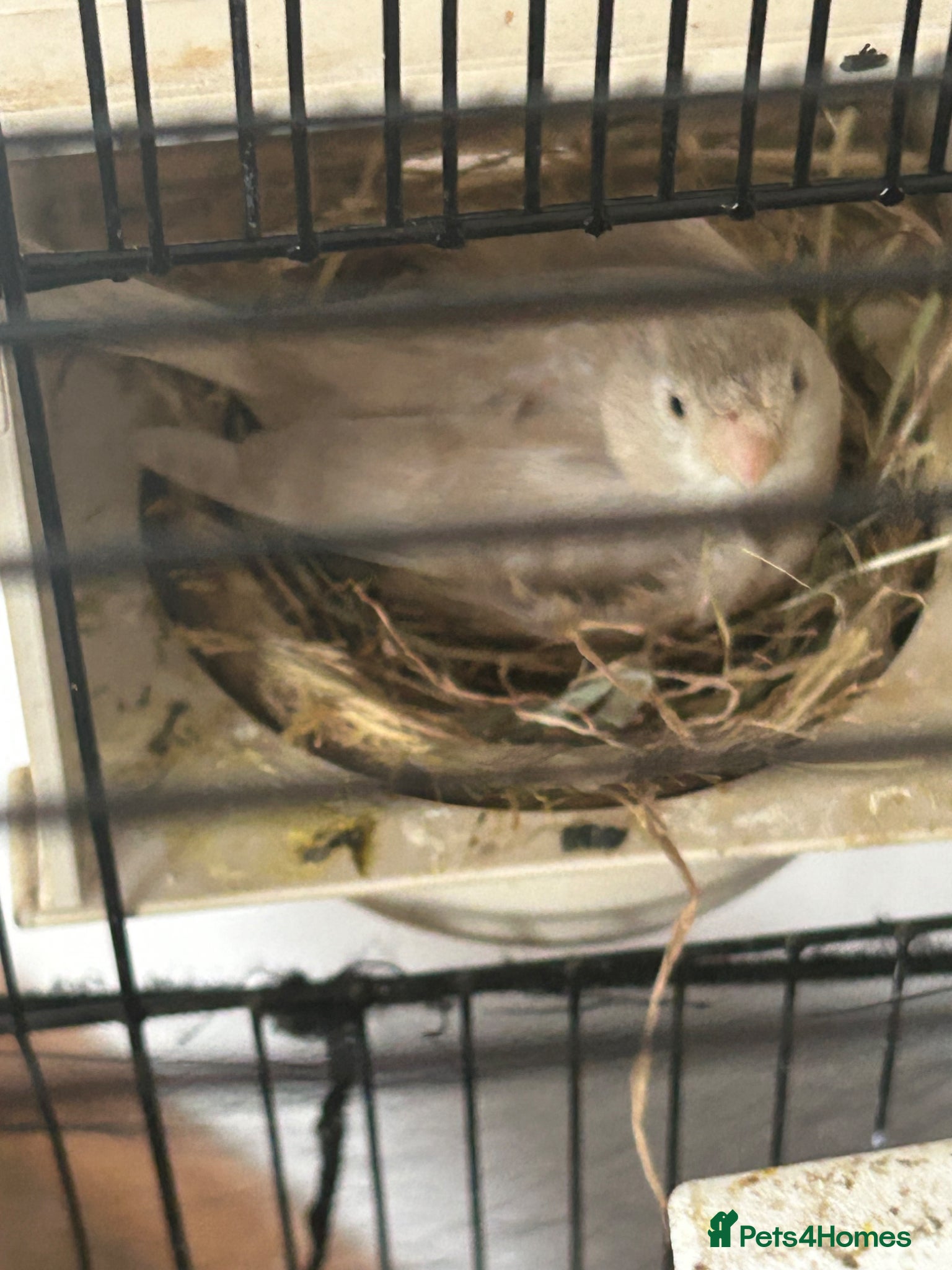 Canaries birds Female Canary and 3 Chicks born recently. - Advert 11