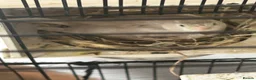 Canaries birds for sale: Female Canary and 3 Chicks born recently. - Advert 1