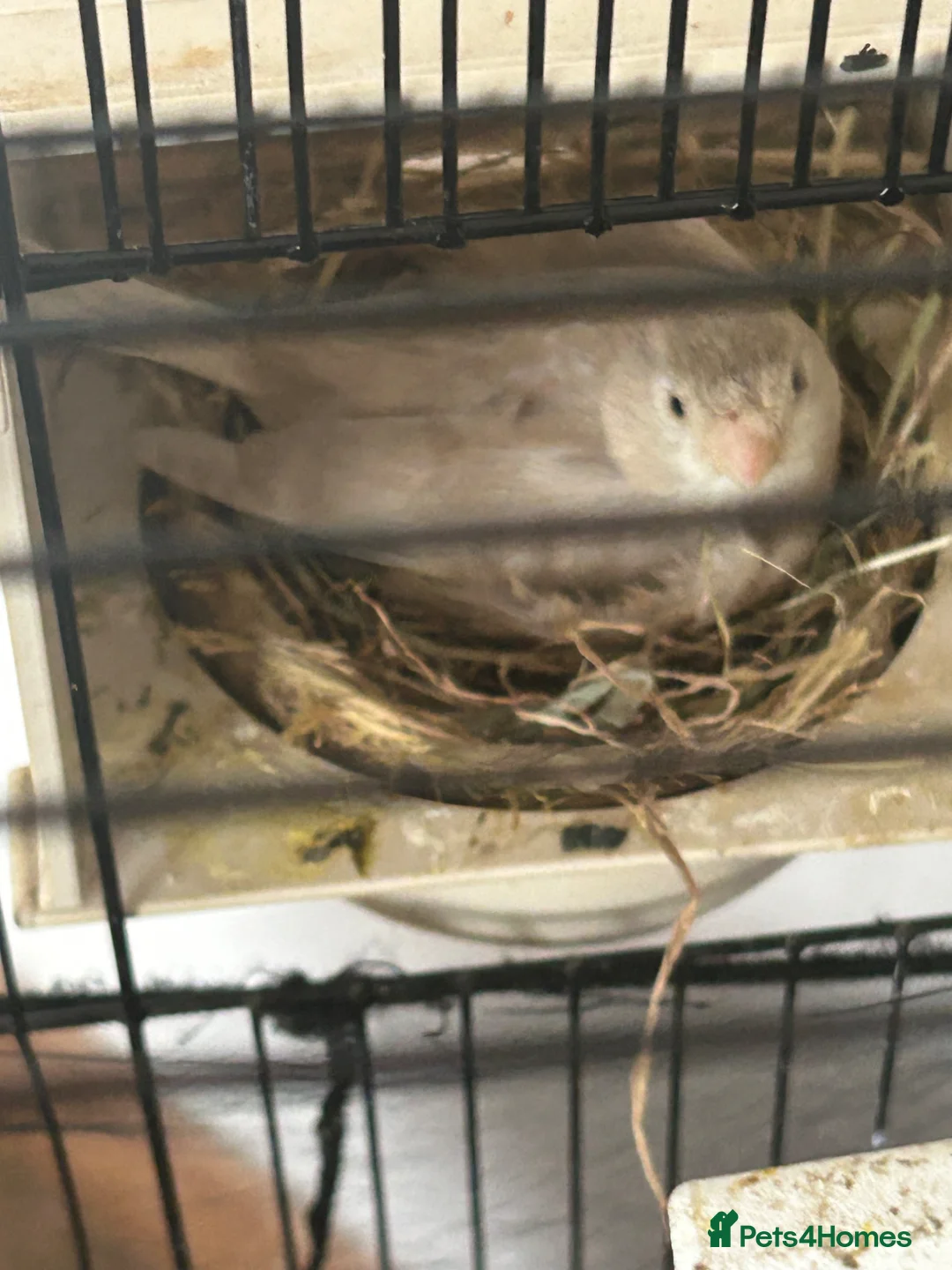 Canaries birds for sale: Female Canary and 3 Chicks born recently. - Advert 1