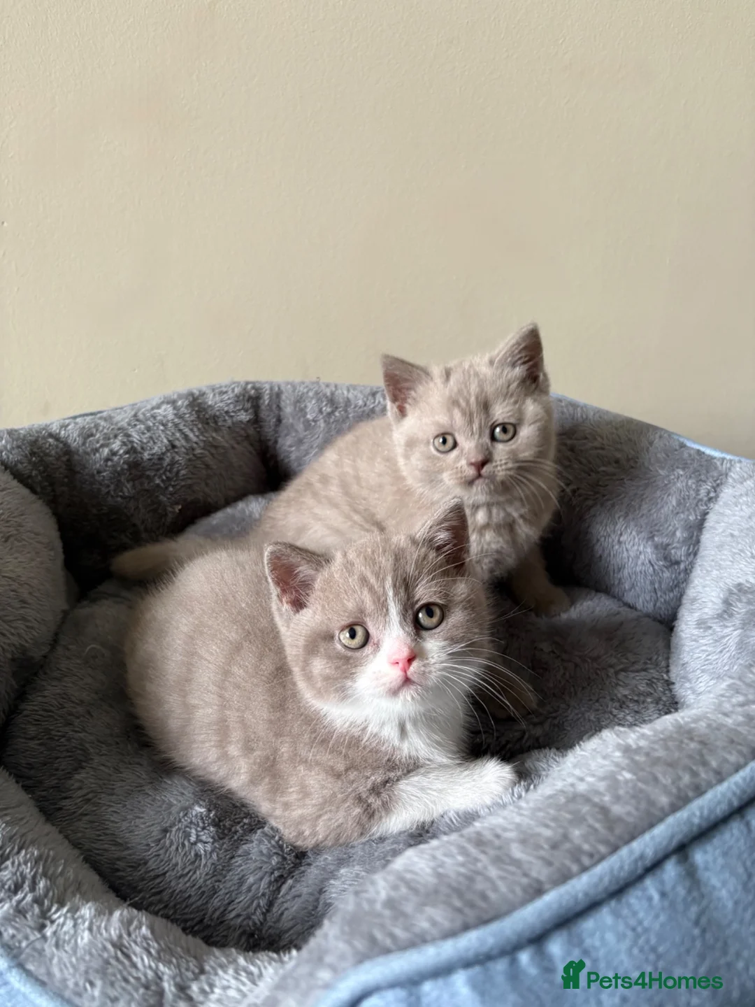 British Shorthair cats for sale: British Shorthair Kittens for Sale - Advert 1