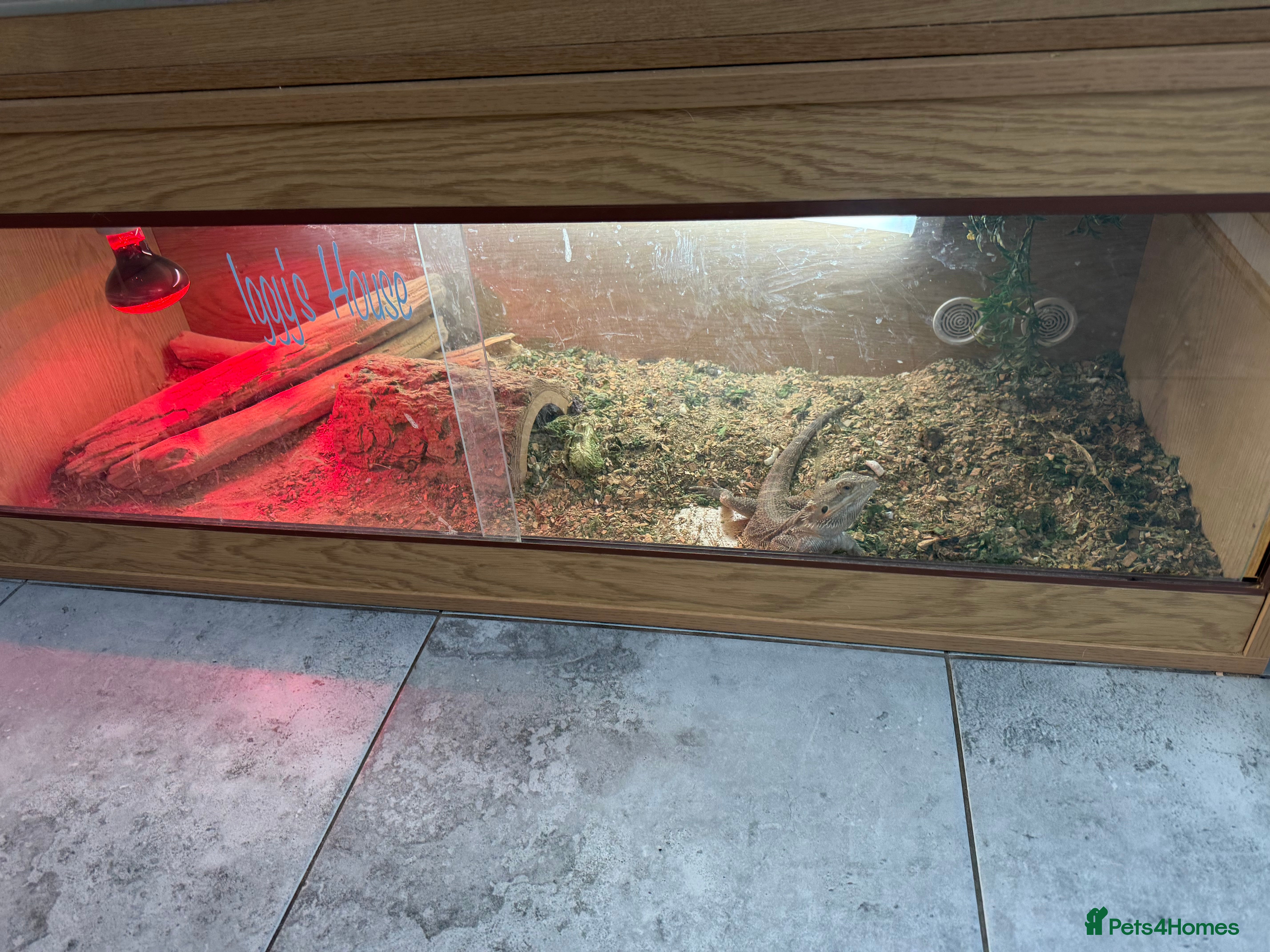 Bearded Dragon reptiles Bearded Dragon - Advert 9