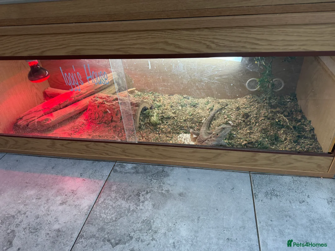 Bearded Dragon reptiles for sale: Bearded Dragon - Advert 1