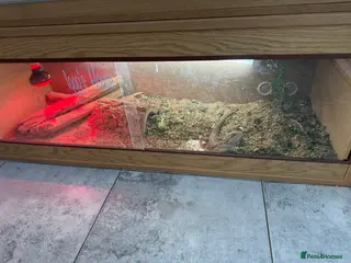 Bearded Dragon reptiles Bearded Dragon - Advert 9