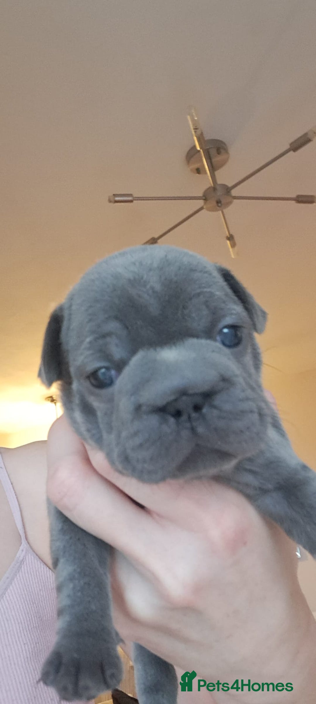 French Bulldog dogs for sale: Chunky french bulldog - Image 2