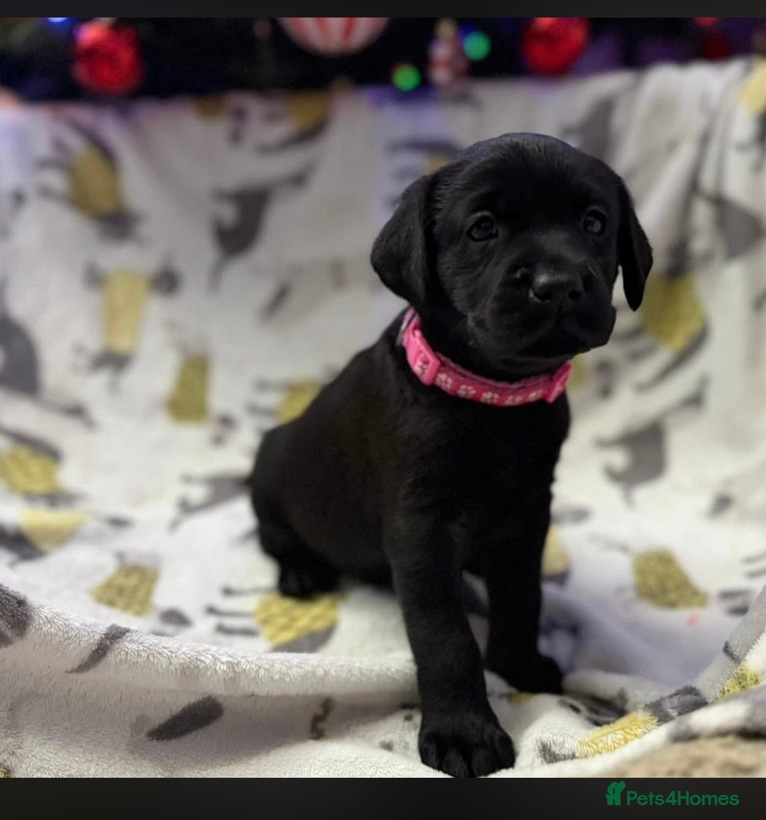 Labrador Retriever dogs for sale: Adorable Labrador Puppies–KC Registered - Advert 16