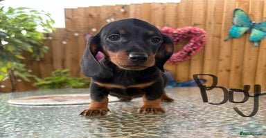 Miniature Dachshund dogs - Advert 5