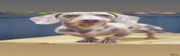 Miniature Dachshund dogs for sale: Litter of Miniature Dachshund Puppies in Doncaster - Advert 6