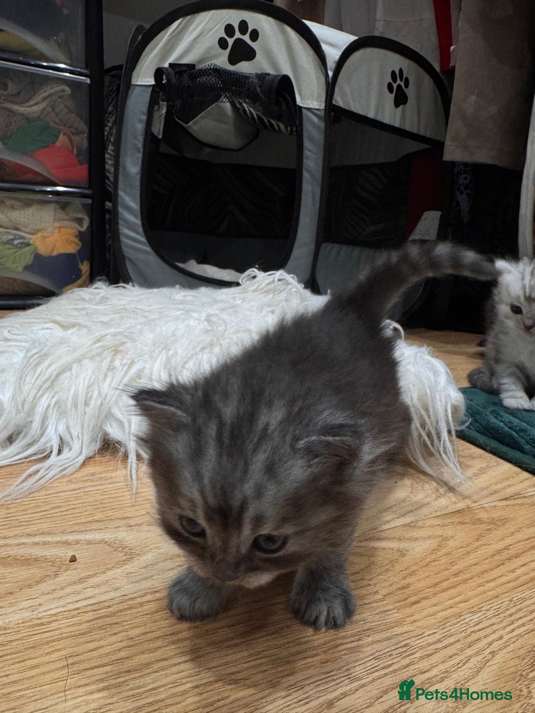 Perdoll cats for sale: Rare Perdolls  - Image 14