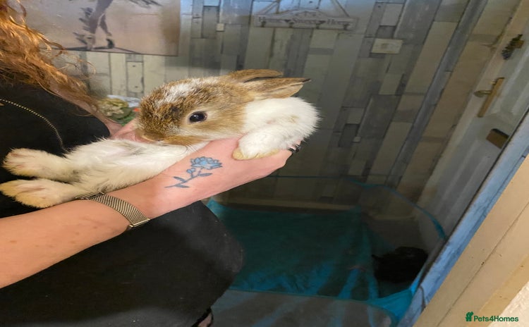 Netherland Dwarf rabbits - Advert 1