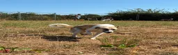 Mixed Breed dogs for adoption: Happy - Norwich Norfolk  - Advert 15