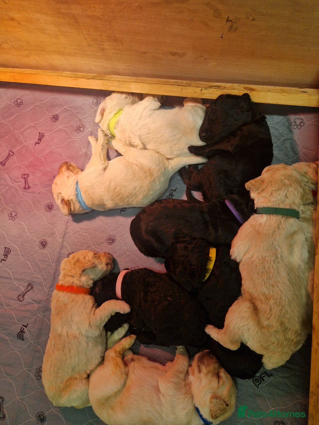 Goldendoodle dogs for sale: Quality goldendoodle puppies*4available,6reserved  - Image 6