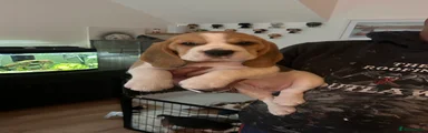 Beagle 1