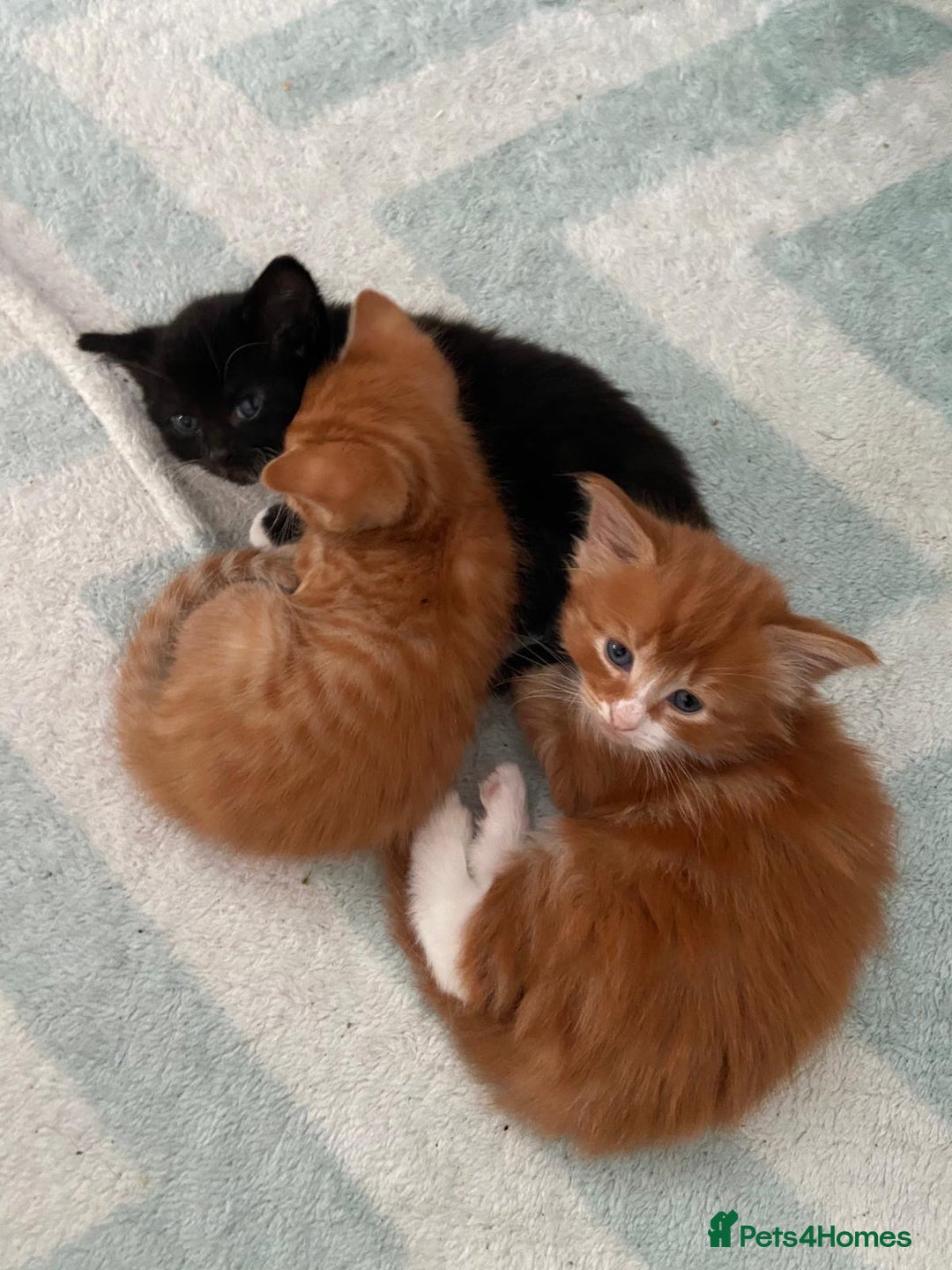 Mixed Breed cats for sale: 5 Beautiful Half-Ragdoll kittens ❤️ - Advert 5