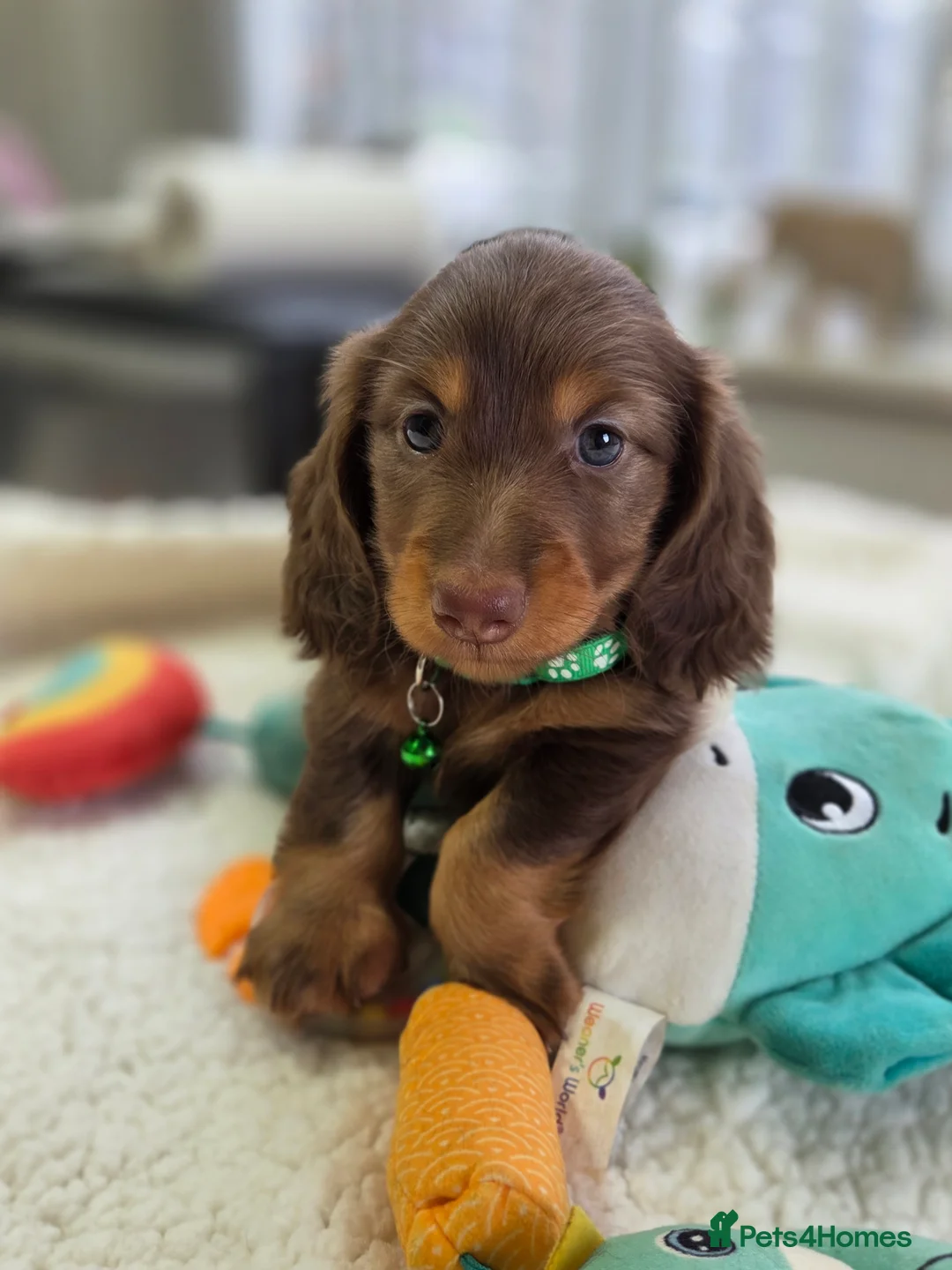 Miniature Dachshund dogs for sale: Miniature  Dachshund  - Advert 1