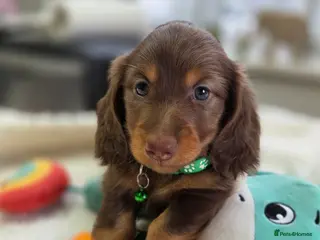 Miniature Dachshund dogs Miniature Dachshund - Advert 3