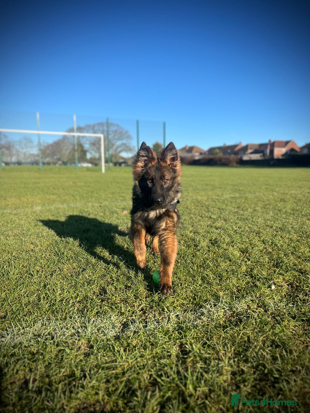 German Shepherd dogs for sale: beautiful male gsd 7 months  - Advert 9