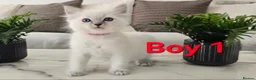 Ragdoll cats for sale: 🤍Pure Ragdoll Blue Point & Lynx Kittens Ready Now - Advert 4