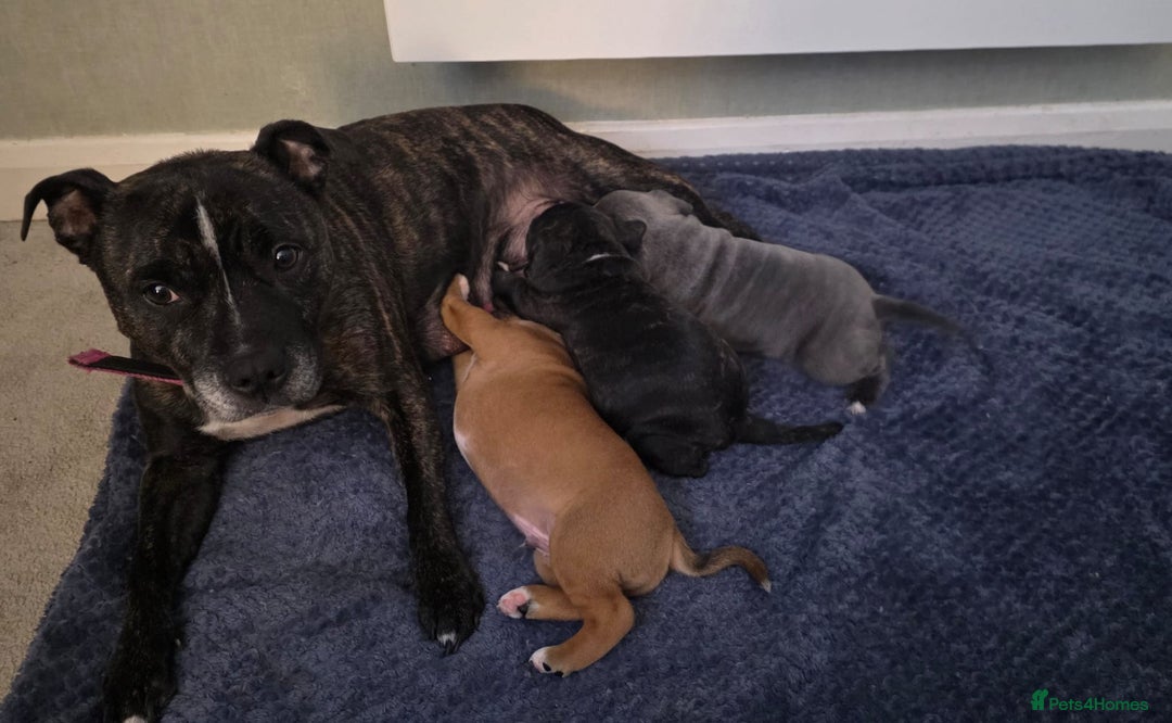 Staffordshire Bull Terrier dogs for sale: 3 Beautiful little staff boys - Image 7