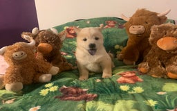 Chow Chow dogs for sale: 5 Chow Chow Puppies - Image 9