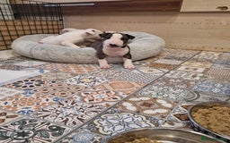 English Bull Terrier dogs for sale: Beautiful k.c reg bully pups  - Image 14