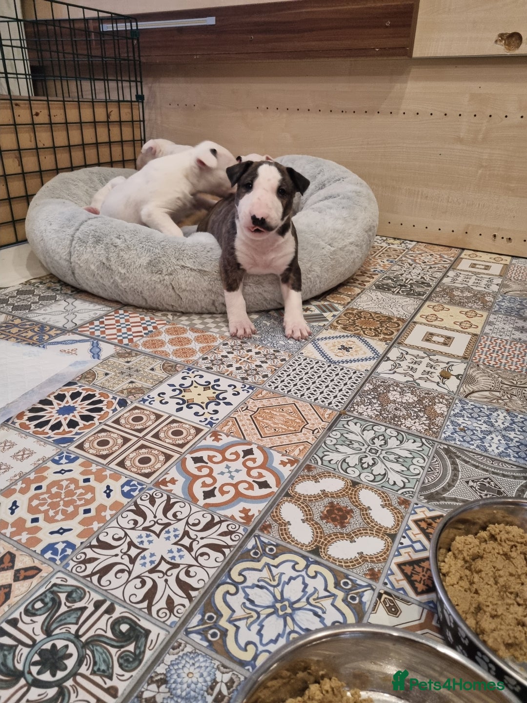 English Bull Terrier dogs for sale: Beautiful k.c reg bully pups  - Image 14