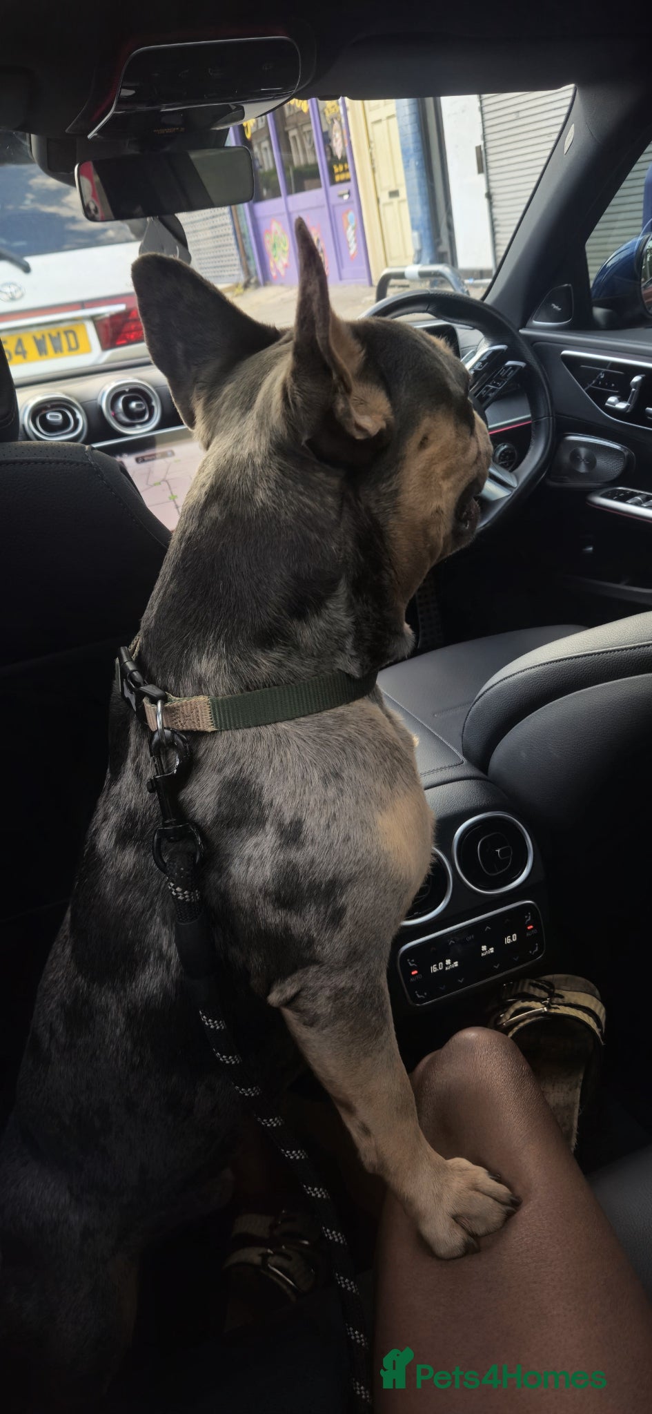 French Bulldog dogs for stud: Handsome 3yr old Frenchie Stud (full papers) - Advert 6