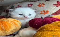 Ragdoll cats for sale: 🏆 gccf ragdoll grand champion kittens 🏆 - Image 18