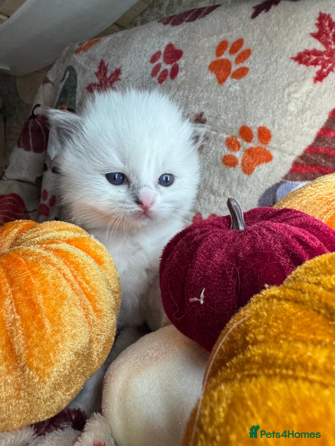 Ragdoll cats for sale: 🏆 gccf ragdoll grand champion kittens 🏆 - Image 18