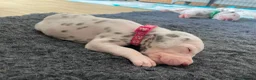 Dalmatian dogs for sale: Exceptional KC Liver Spotted Dalmatian Puppies - Advert 26