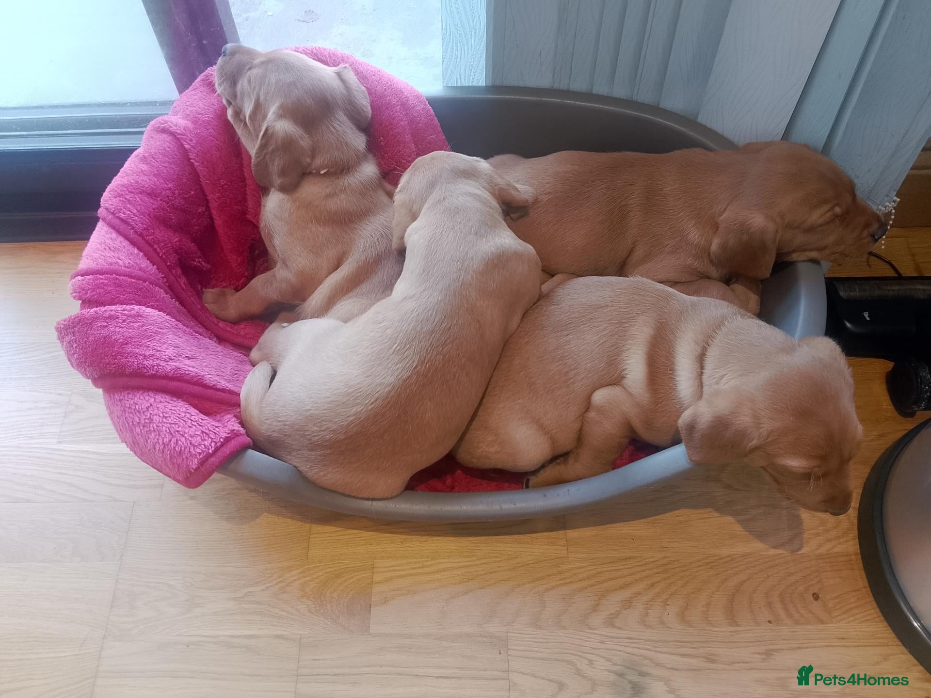 Labrador Retriever dogs Fox Red Labrador - Advert 4